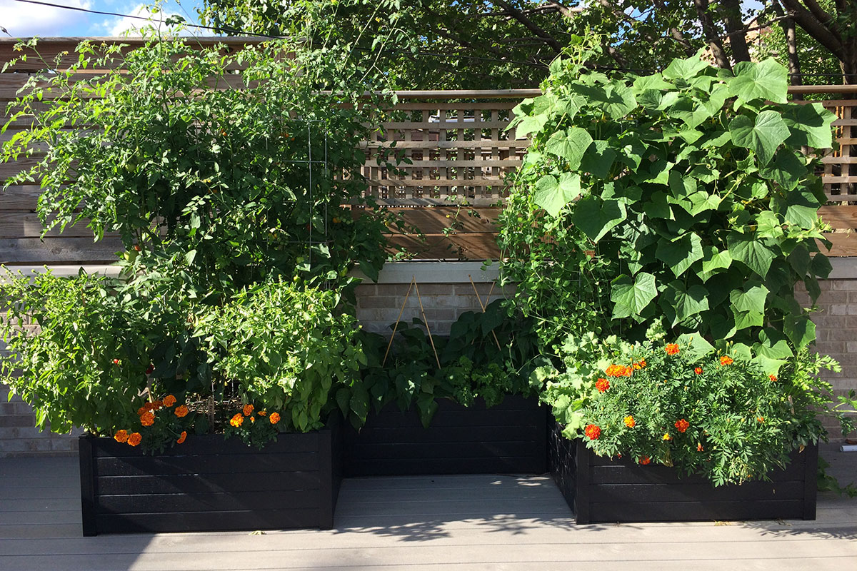 Robust Rooftop | Chicago, IL | The Organic Gardener